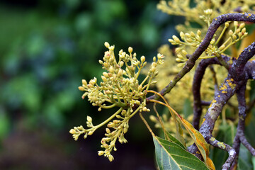 Yellow leaves and flowers of the avocado tree (Persea americana)