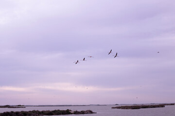 Fototapeta premium pink flamingos flying free in the sky at sunset on the Po Delta