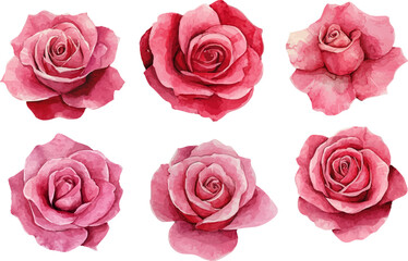 set of pink roses isolated