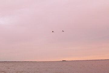 pink flamingos flying free in the sky at sunset on the Po Delta