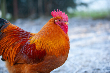 Nice cock of New Hampshire Red in permaculture garden