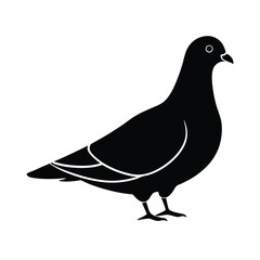 Silhouette of a Pigeon