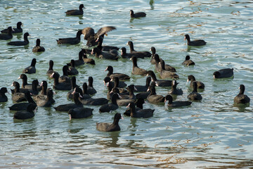 Flock of dark-colored waterfowl Eurasian coot (Fulica atra), also known as the common or Australian...