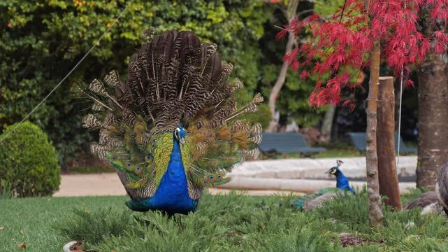 Male peacock opens fan of feathers facing two peahens in front of red tree and benches