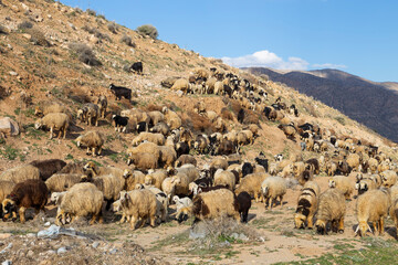 A large flock of sheep and goats grazing on a dry hillside in a mountainous rural landscape under a...
