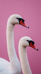 Pair of white swans portrait on pink background close up of elegant birds in nature wildlife photography