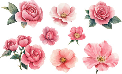 pink roses on white background