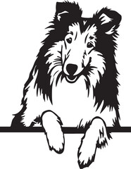 peeking Rough Collie dog with paws