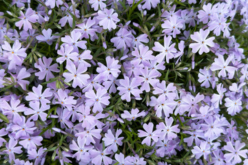 Vibrant clusters of blooming purple flowers spread across a garden in springtime sunlight