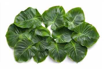 Fototapeta premium Vibrant green philodendron leaves on white background