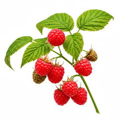 Raspberry branch with ripe fruits and leaves isolated on white