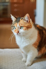 Calico Cat Portrait Green Eyes