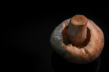 Fresh edible mushroom on a black background