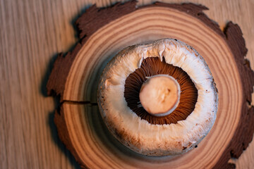 Common mushroom on wood slice