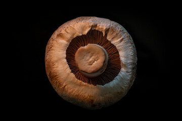 Single common mushroom moody food photography background