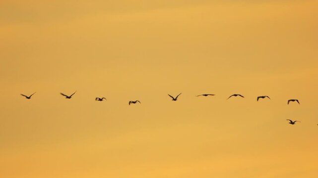 Birds Migration Sunset Birds flying in formation in golden sky during migration season
