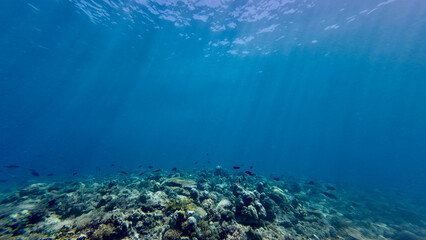 Sun rays illuminate a coral reef. The sun's rays pass through the clear transparent thickness of water and hit the coral reef. The sea in section. Background of sun rays underwater.