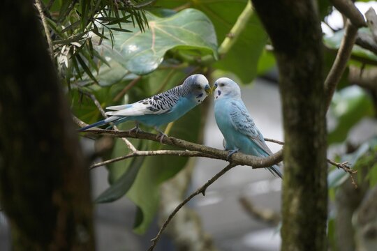 Two blue parakeets perched on a branch amidst lush green foliage.