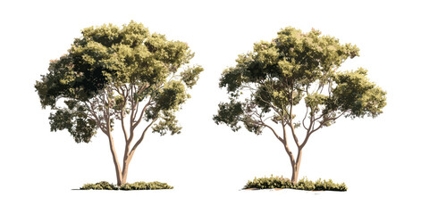 Street trees Eucalyptus gunnii and Paulownia tomentosa isolated cutout, urban forestry, garden design, ecological greenery, plant elements, vector illustration. © aura studio