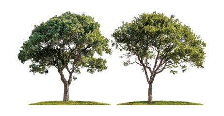 Eucalyptus gunnii and Paulownia tomentosa street trees isolated on transparent background, urban plants, landscape architecture, tree silhouette, vector illustration. © aura studio