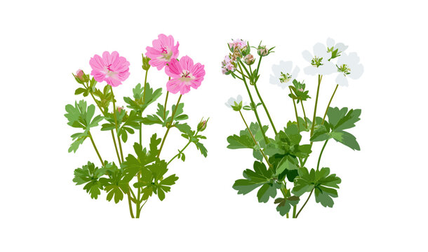 Herb Robert Geranium robertianum with pink flowers and Astrantia major white flowers frontal isolated png, garden flora, botanical plants, floral composition, vector illustration.