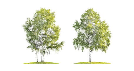 Set of Betula populifolia sweet birch and Populus cathayana in sunny daylight isolated png, perfect botanical illustration, nature plants, tree species, vector illustration.