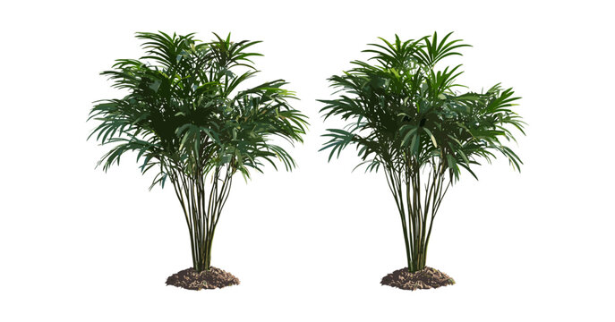 Dypsis lutescens palm, Rhapis excelsa, small and medium palms, frontal cutout, tropical plants, indoor decoration, green leaves, exotic botanical, vector illustration.