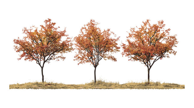 Witch hazel Hamamelis &times; intermedia autumn small trees frontal isolated, ornamental garden plants, fall foliage trees, landscaping shrubs, botanical vector illustration.