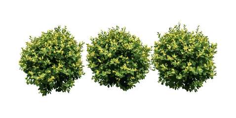 Ligustrum vicary Golden Privet set, Vicary Privet cutout, isolated plant, vector illustration, garden shrub, evergreen foliage, ornamental bush, landscaping plant, botanical design.