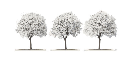 Bradford pear Pyrus calleryana street trees cutout, urban landscaping, tree collection, park vegetation, vector illustration, street greenery, seasonal trees, outdoor decor, eco-friendly design.