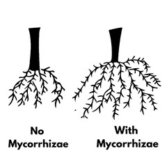 mycorrhiza with and without in plants useful for agriculture projects silhouette