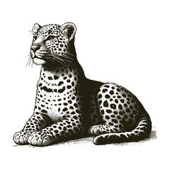 Leopard on a white background