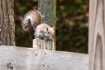 squirrel in the park
