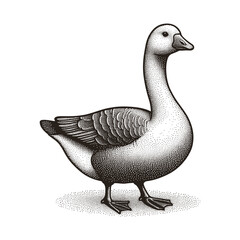 Sketch vector off a goose