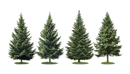 Obraz premium Abies concolor white fir, Colorado fir frontal isolated tree cutout, pine tree, evergreen, mountain forest, natural greenery, vector illustration, seasonal foliage.
