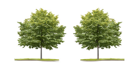 Fototapeta premium Isolated cutout Alnus cremastogyne street tree collection, frontal view, vector illustration, urban planting, landscape architecture resource, realistic foliage, nature scene asset.