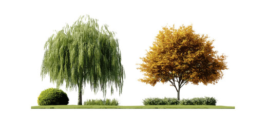 Salix babylonica, Alnus rubra trees, isolated street tree pack, transparent background, vector illustration, urban greenery, landscape assets, public park design, tree front view. © aura studio