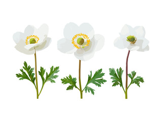 Isolated set of Anemone cathayensis flowers, transparent background, high resolution botanical vector illustration, elegant wildflower artwork, nature themed graphic element,