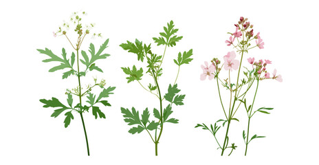 Geranium phaeum and Aruncus sylvester goat’s beard isolated cutout, vector illustration, forest flora, botanical species, perennial flowers, garden greenery, herbal plants, natural environment.