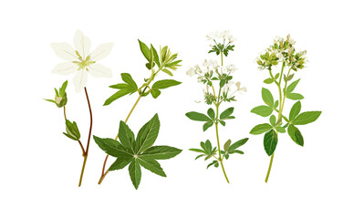 Aruncus sylvester goat&rsquo;s beard and Geranium phaeum isolated cutout, vector illustration, botanical flowers, garden plants, perennial herbs, natural flora, spring blossoms.