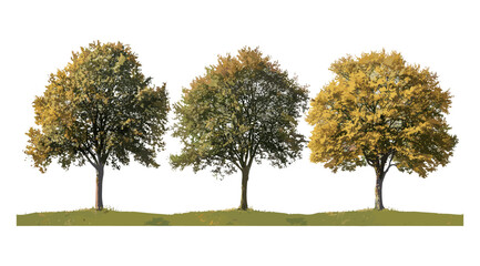Set of willow oak Quercus phellos autumn trees, isolated png, vector illustration, fall foliage, deciduous tree species, park landscape, botanical elements, urban forestry, natural texture.