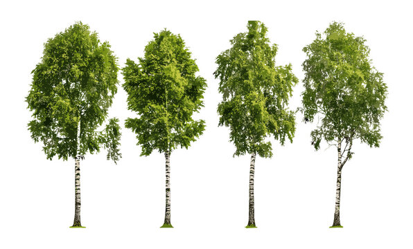 Set of Betula pendula and populifolia trees, frontal isolated cutout, vector illustration, tree pack for landscape design, forest tree elements, deciduous foliage clipart, nature silhouette.