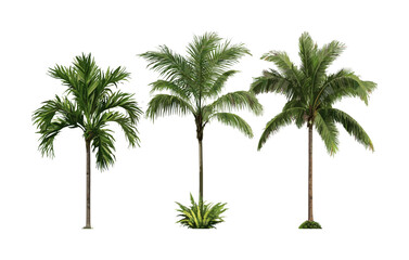 Brahea moorei and Chamaedorea radicalis small palms isolated, vector illustration, tropical plants, exotic foliage, jungle greenery, garden decor, ornamental palms cutout.