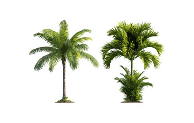 Set of small Brahea moorei and Chamaedorea radicalis palms, tropical greenery, vector illustration, botanical design, exotic garden plants, landscaping elements, isolated cutout.