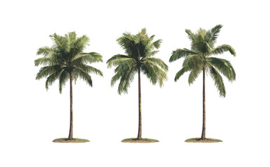 Brahea moorei palms, vector illustration, small frontal isolated tree, hesper palms, tropical flora, desert plants, ornamental palm, nature clipart, exotic garden vegetation.