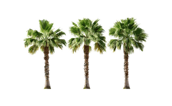 Brahea moorei isolated small palms, vector illustration, hesper palms, exotic tropical trees, ornamental desert flora, natural foliage elements, botanical garden palms.