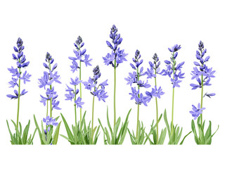Vector illustration of Camassia leichtlinii Blue Danube, Camas, isolated frontal flower, garden plant, wildflower species, spring blossom, botanical art, natural flora, decorative leaf design.