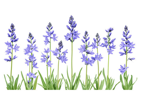 Vector illustration of Camassia leichtlinii Blue Danube, Camas, isolated frontal flower, garden plant, wildflower species, spring blossom, botanical art, natural flora, decorative leaf design.