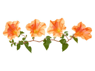 Chinese trumpet vine Campsis grandiflora front view sunny daylight transparent background, vector illustration, tropical climbing plant, flowering creeper, garden vine, summer flora. © aura studio