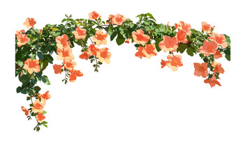 Chinese trumpet vine Campsis grandiflora front cutout sunny daylight, vector illustration, tropical flowering vine, garden ornamental plant, climbing creeper, lush green foliage, summer floral vine. © aura studio